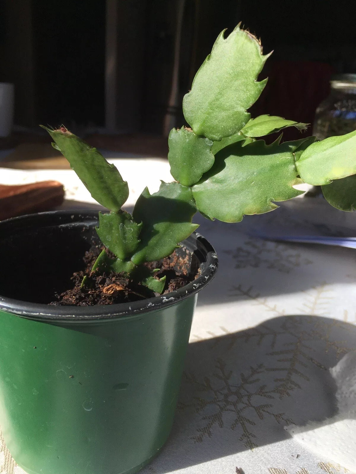 Christmas Cactus Plant 2-Year-Old Fuchsia Color Schlumbergera truncata Well-Rooted