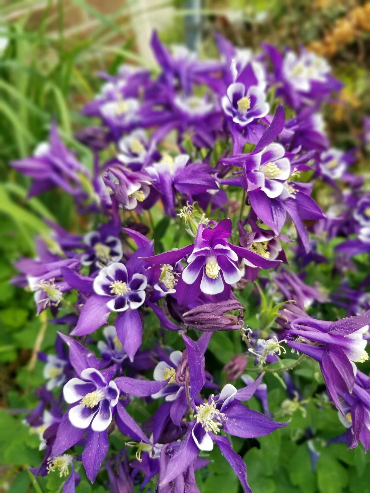 Aquilegia Seeds - Pink & Purple Mix - Hardy Perennial - Easy Grow Flowers - Aquilegia spp.