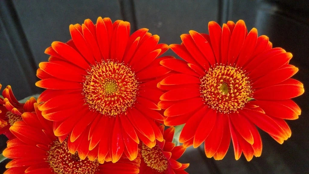 Red & Yellow Gerbera Daisy Seeds - 200+ Pack for Garden Planting - Gerbera jamesonii - USA