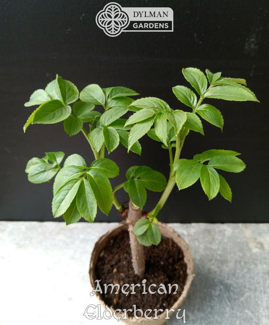 American Elderberry Plants - Live 4 to 6 Inch Sambucus canadensis - Dormant Shipping October to March