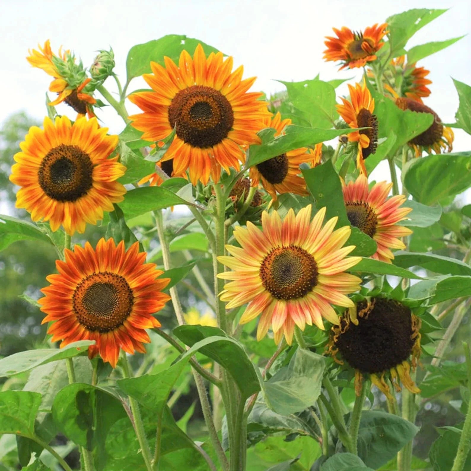 Evening Sun Sunflower Seeds 50pcs Pack Bicolor Red Orange Yellow Helianthus Annuus