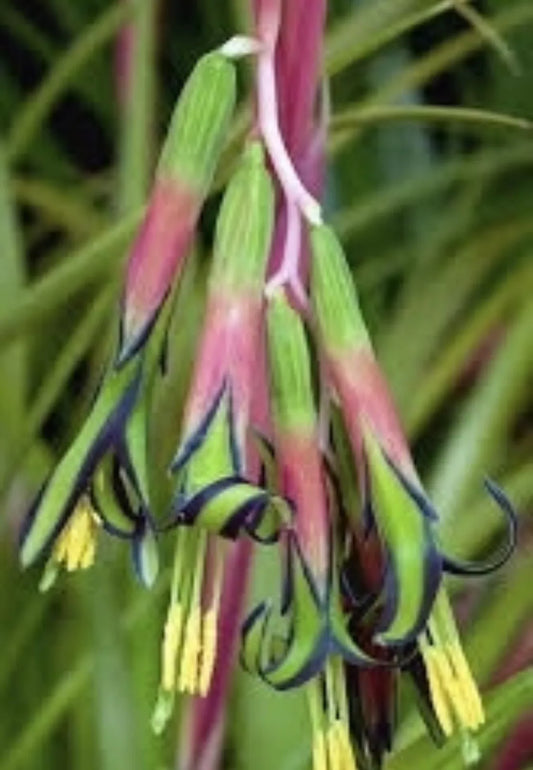 Billbergia Nutans Bromeliads - Queens Tears - Set of Three Rooted Friendship Plants