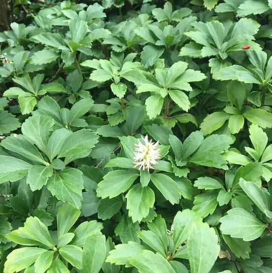 Japanese Spurge 4" Pot Green Carpet Pachysandra terminalis Evergreen Groundcover with White Flowers for Shade Gardens