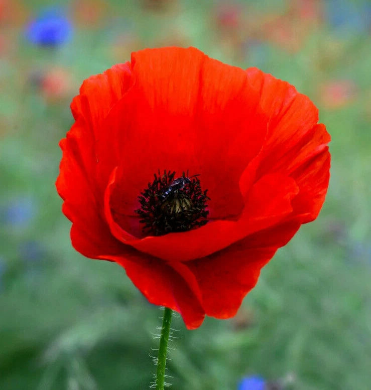 Poppy Seeds | Red Corn Poppies | American Legion Remembrance Day Flower | Papaver rhoeas