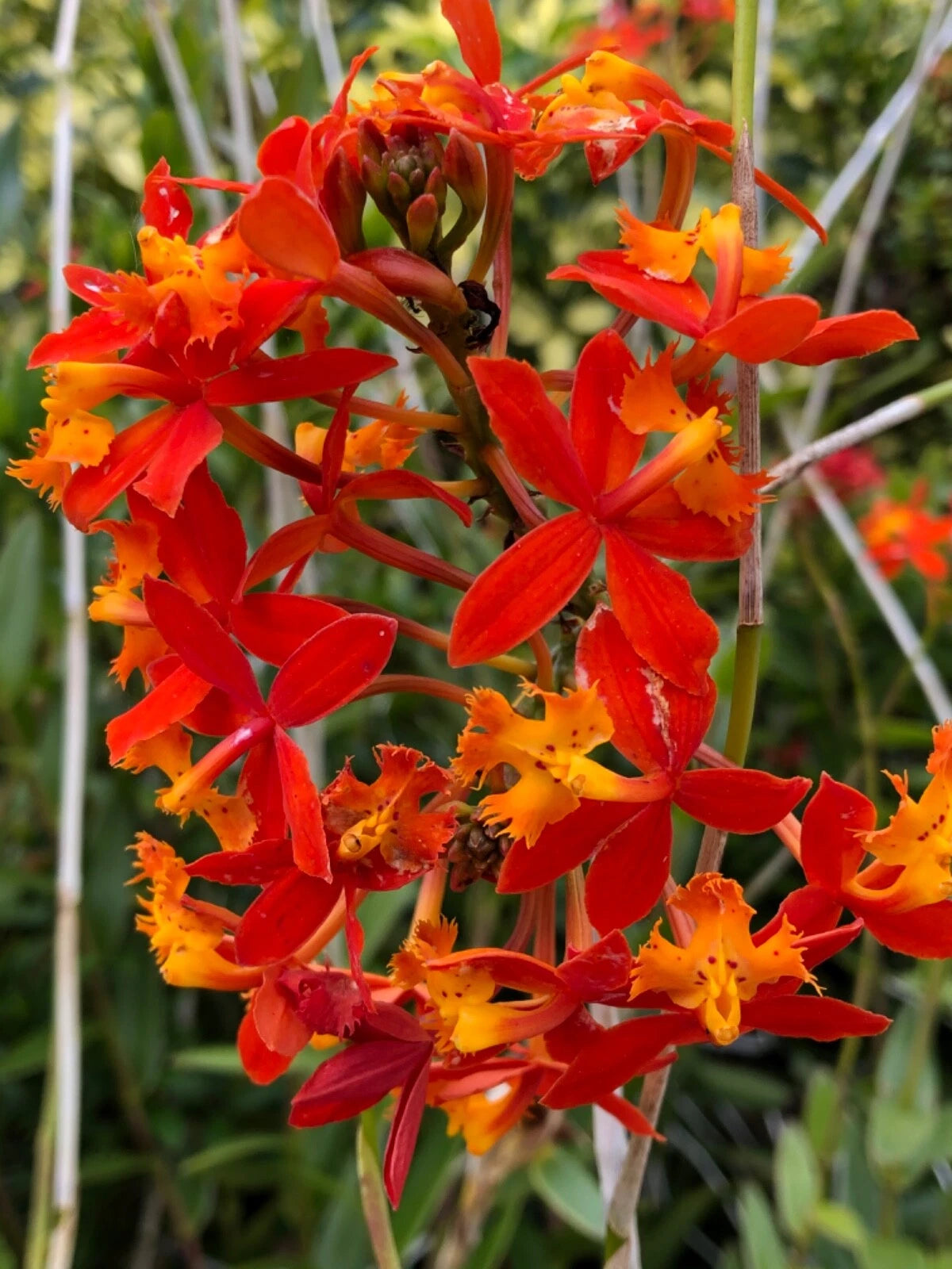 Epidendrum Radicans Orange Orchids - 2 Live Cuttings for Pot or Ground Planting