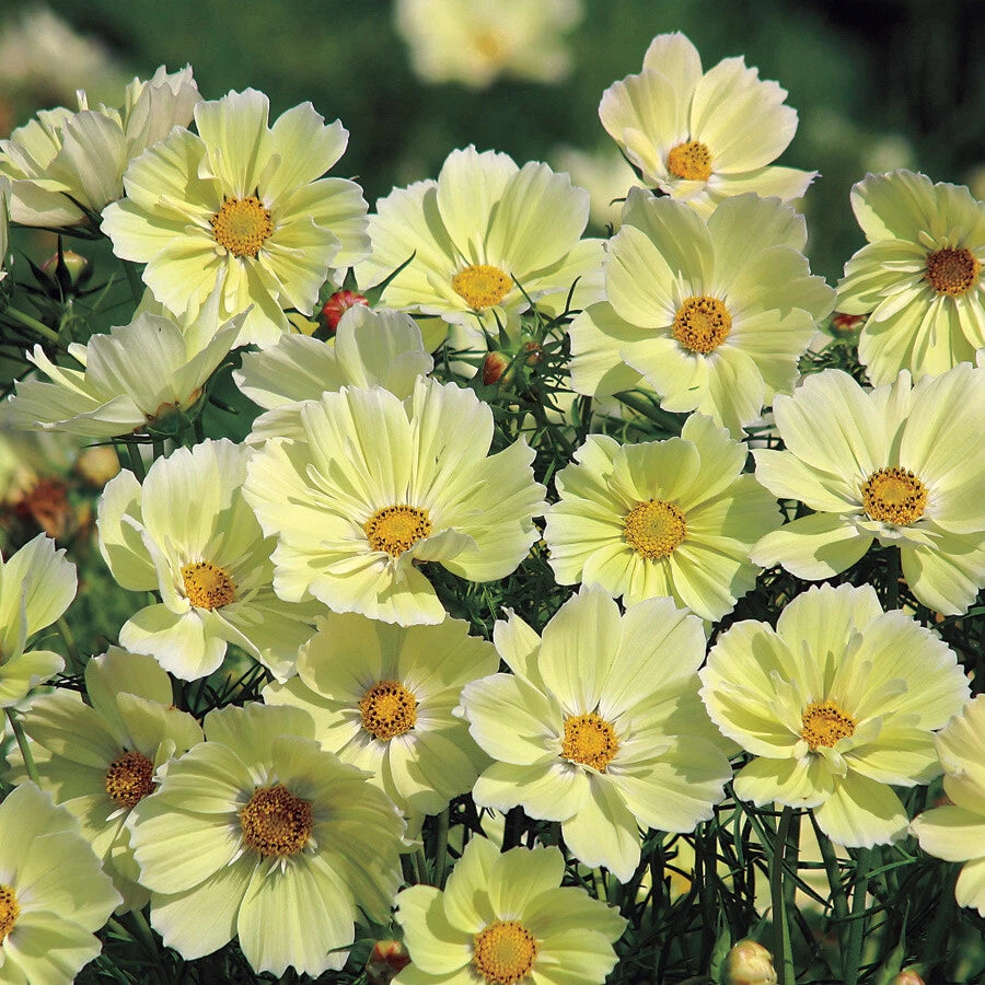 Cosmos Seeds - 100 Non-GMO Sunset Yellow Great Cut Flowers - Ideal for Containers - Cosmos bipinnatus