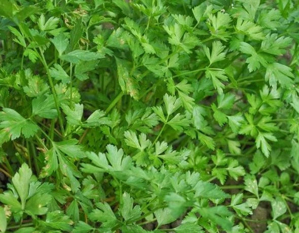 Italian Parsley Seeds 500+ Flat Leaf Dark Green Herb NON-GMO Petroselinum crispum - USA Free Shipping