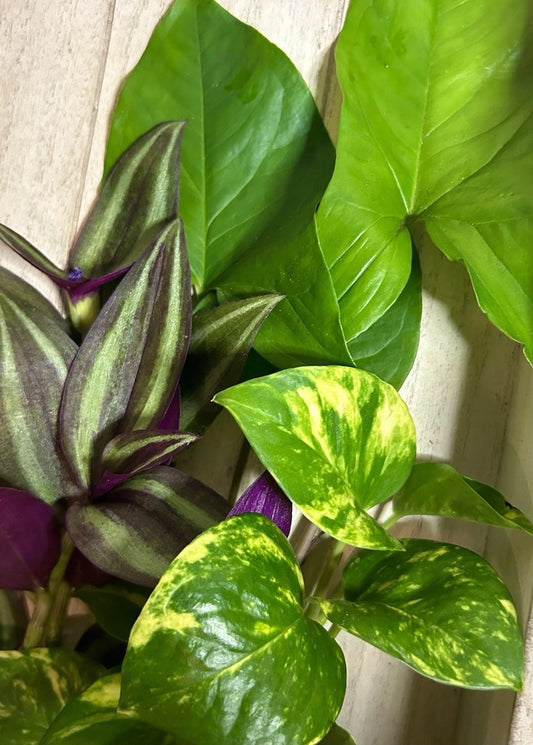 15 Rooted Plant Cuttings - Arrowhead Vine, Pothos, Wandering Jew - Syngonium podophyllum, Epipremnum aureum, Tradescantia zebrina