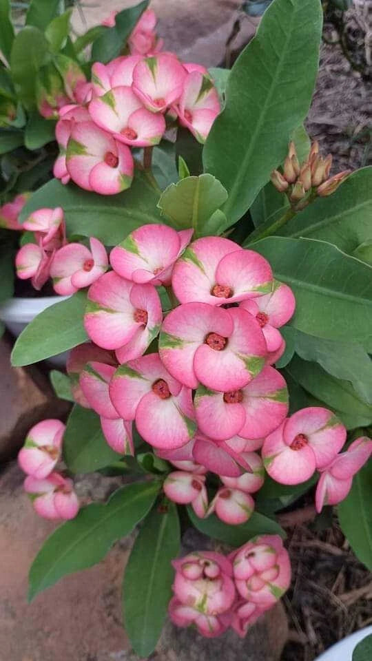 Rainbow Crown of Thorns Cutting - 1 Count - Euphorbia milii Variety, No Roots