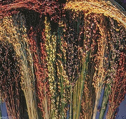 Broom Corn Seeds - Mixed Colors Cream, Gold, Red, Brown, Burgundy - Sorghum vulgare