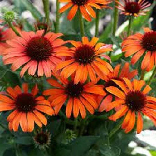 50 Orange Skipper Coneflower Seeds | Echinacea Purpurea Perennial Flowers | USA Grown