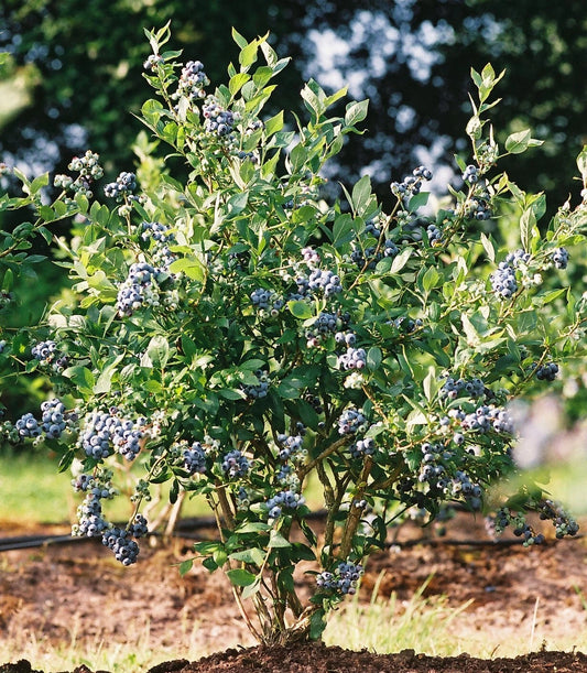 Mini Blues Blueberry Bush - 1 QT Live Plant - Fabric Grow Bag - Vaccinium corymbosum - Ships to CA, OR, WA, AZ, UT, ID, NV