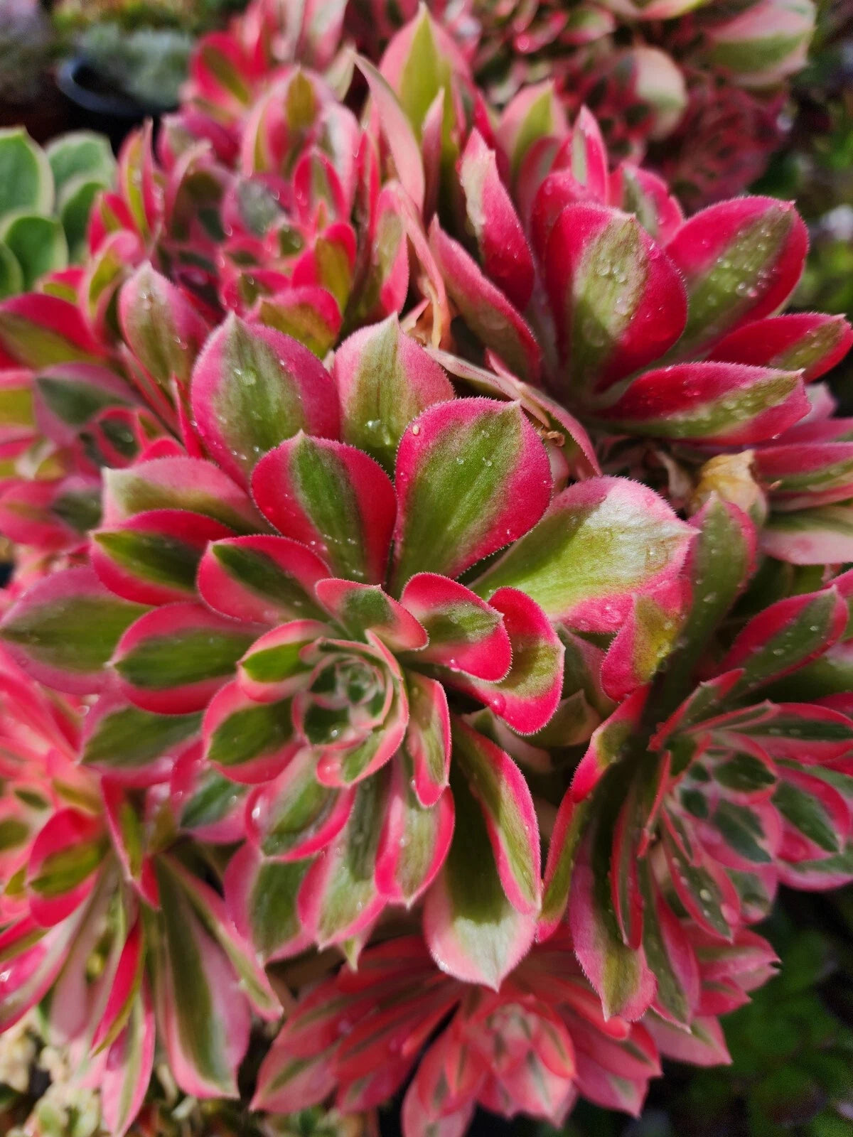 Aeonium Cutting 2.5 Inch Pink Witch Succulent (Aeonium 'Pink Witch')