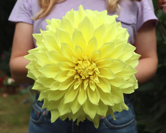 Kelvin Floodlight Dinnerplate Dahlia Tuber 10 Inches - Colorful Blooms, Garden Planting, Dahlia variabilis