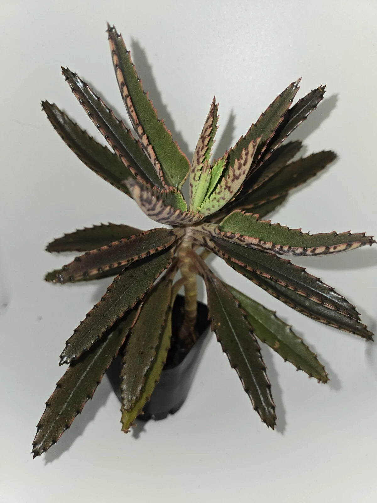 Mother of Thousands Succulent Plant 3-5 Inches, Kalanchoe daigremontiana, Alligator Plant, Live Houseplant