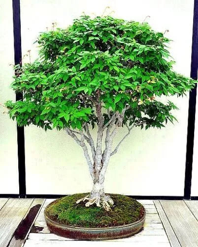 Japanese Grey Bark Elm Tree Seeds - 10 Pack - Fast Growing Bonsai - Zelkova serrata