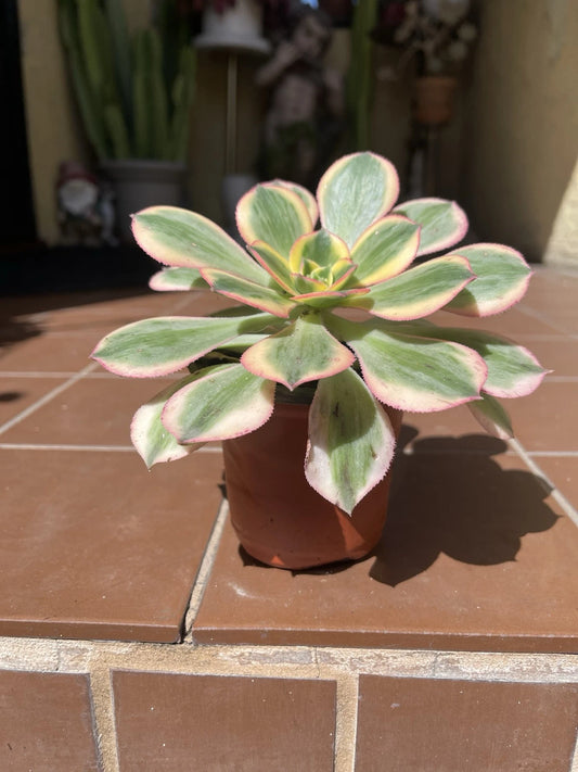 Aeonium Sunburst Succulent Cutting 4-6” | Variegated Green and Yellow | Perfect for Indoor Gardening