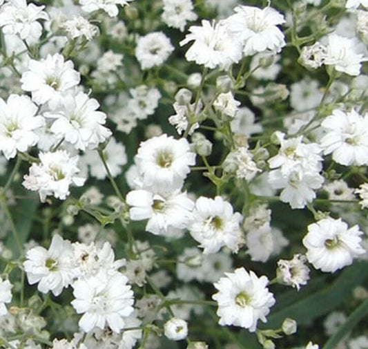 Baby's Breath Flower Seeds - 2000+ Dwarf White Wildflower Seeds for Garden - Gypsophila paniculata