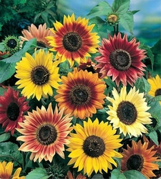 Autumn Beauty Sunflower Mix, Colorful Assortment, Various Sizes, Helianthus annuus, Free Shipping