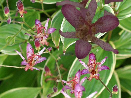 Japanese Toad Lily Plant, Tricyrtis Variety, Exotic Flower, Easy to Grow, Perennial Garden Plant