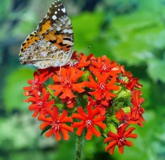 Maltese Cross Flower Seeds 50 Count - Red Perennial Plant Seeds (Lychnis chalcedonica) for Garden Planting