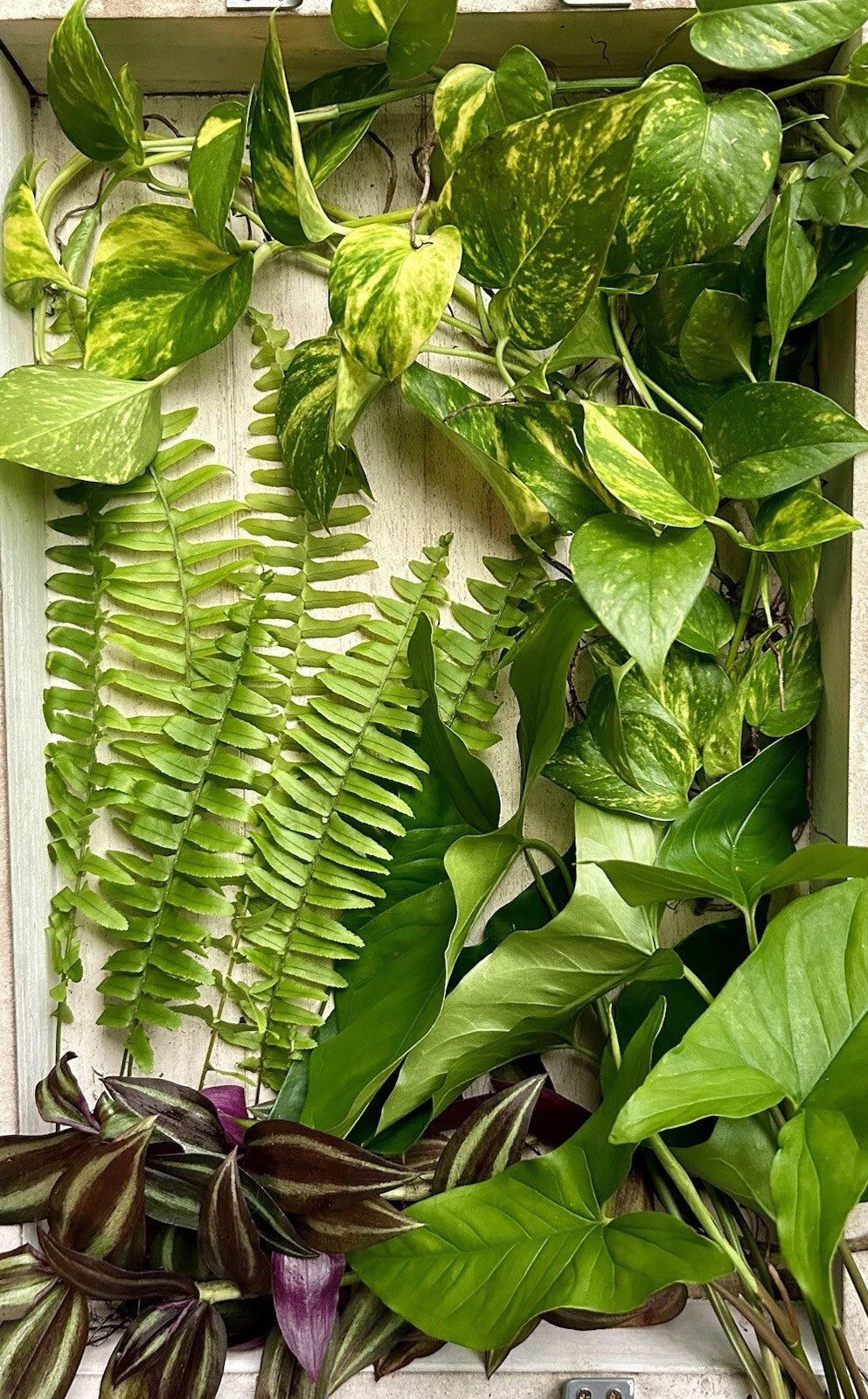 40 Rooted Plant Cuttings - Assorted Varieties - Perfect for Gardening - Indoor/Outdoor Plants