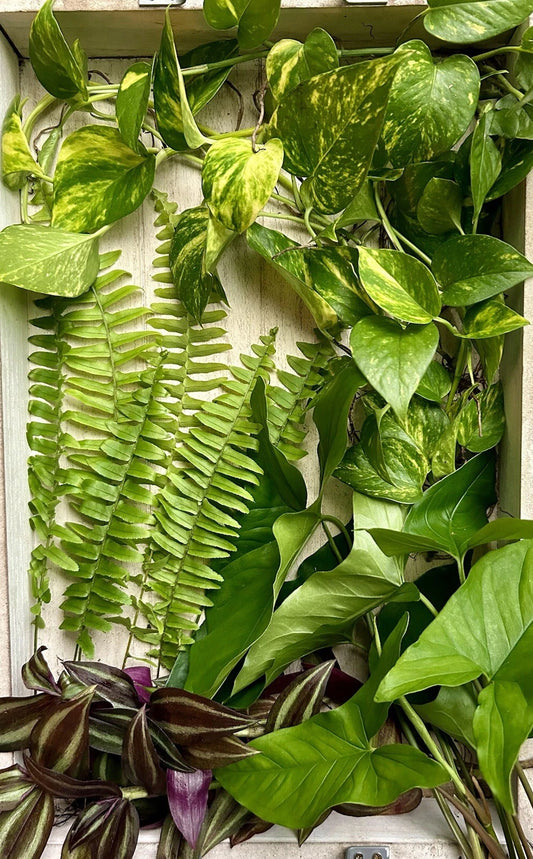 40 Rooted Plant Cuttings - Assorted Varieties - Perfect for Gardening - Indoor/Outdoor Plants