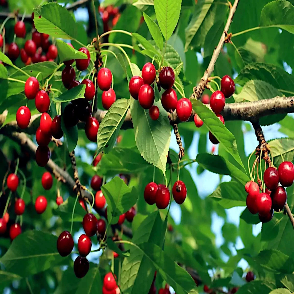 Sweet Mazzard Cherry Tree Seeds - Edible Fruit, Fast Growing, Hardy in Zone 4 - Prunus avium