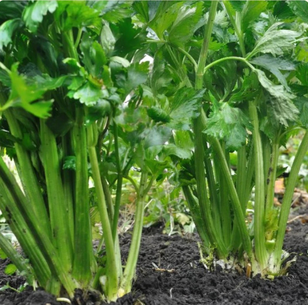 2000 Celery Seeds, Tendercrisp Heirloom, Non-GMO, Organic Gardening Seeds, Apium graveolens