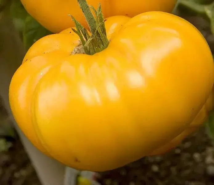 Yellow Brandywine Tomato Seeds - 30+ Heirloom Organic NON-GMO - Fresh Gardening Seeds for Home Growers