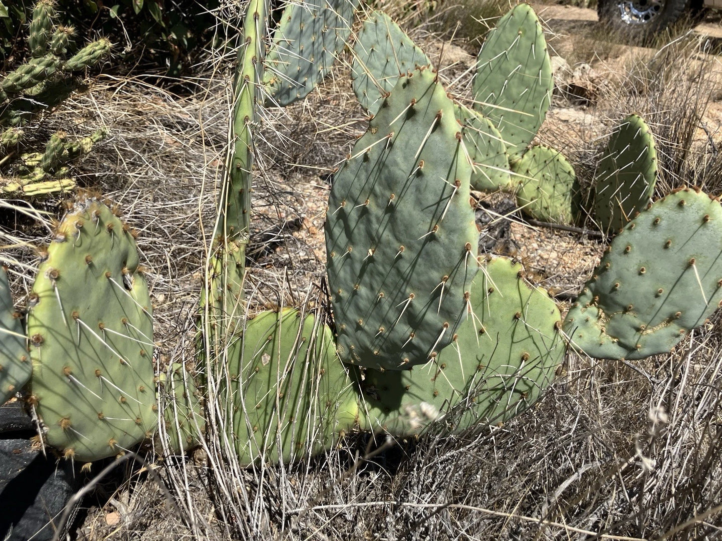 Prickly Pear Cactus Plant - 4 inch Pot - Opuntia spp. - Drought-Tolerant Succulent for Indoor/Outdoor Gardens