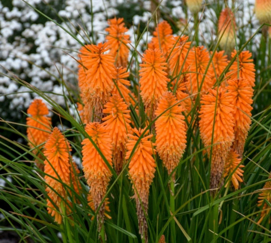 Orange Blaze Poker Plant - 4" Pot - Kniphofia uvaria - Vibrant Orange Flowers for Garden and Landscape