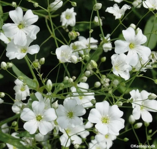 500 Seeds Baby's Breath White Annual Flower, Gypsophila elegans, Bulk Pack for Gardening, Free Shipping on 15 Packs