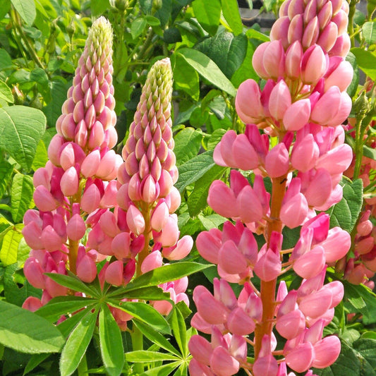 Lupine Seeds - Chatelaine Pink Russell Variety - Lupinus Pink White - Ideal for 2025 Planting