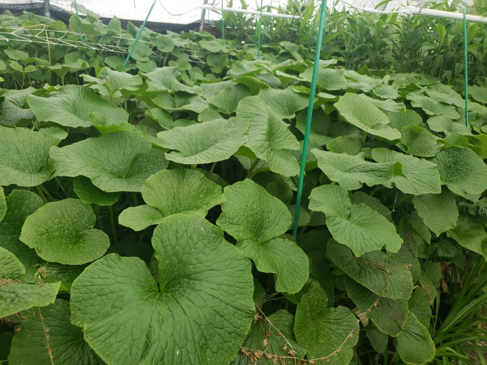 Japanese Wasabi Plantlets - Edible Specialty Perennial - Mazuma Variety - Health Benefits - Wasabia japonica