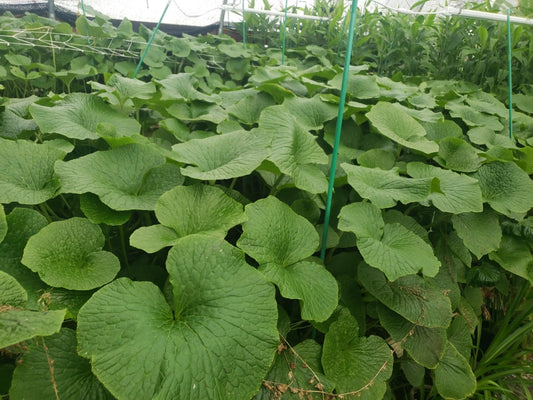 Japanese Wasabi Plantlets - Edible Specialty Perennial - Mazuma Variety - Health Benefits - Wasabia japonica