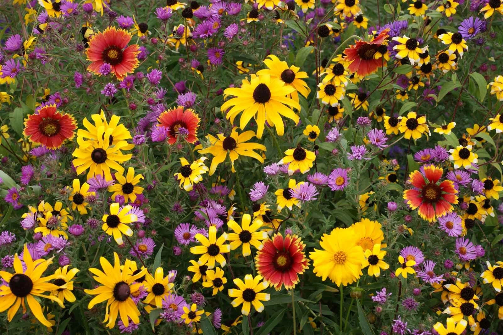 Perennial Wildflower Mix | Fresh Seed | All Varieties | Native Wildflowers for Garden | Eco-Friendly Planting