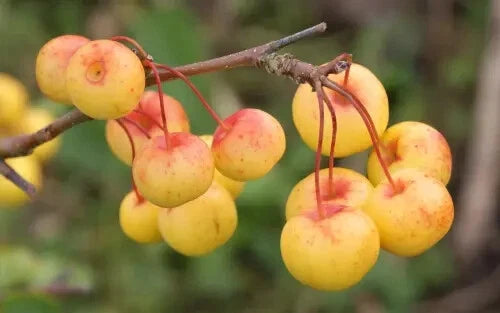 Butterball Crabapple Seeds 25+ for Garden Planting - Malus coronaria - USA - Free Shipping