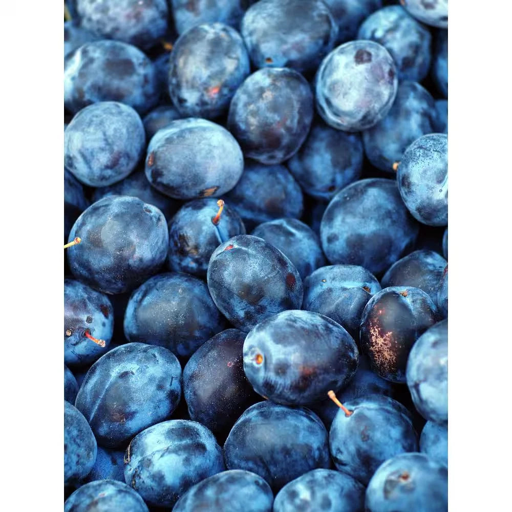 Dwarf Italian Plum Tree Bare Root - Prunus Domestica - Fruiting Variety - Free Shipping