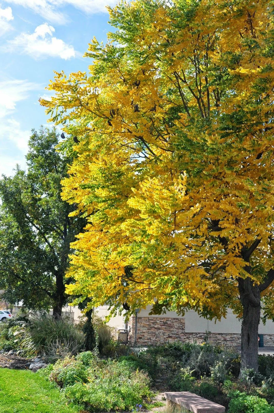 Kentucky Coffee Tree Live Plant 30 Inches Gymnocladus dioicus Drought-Resistant Ornamental Tree Suitable for Zones 5-9