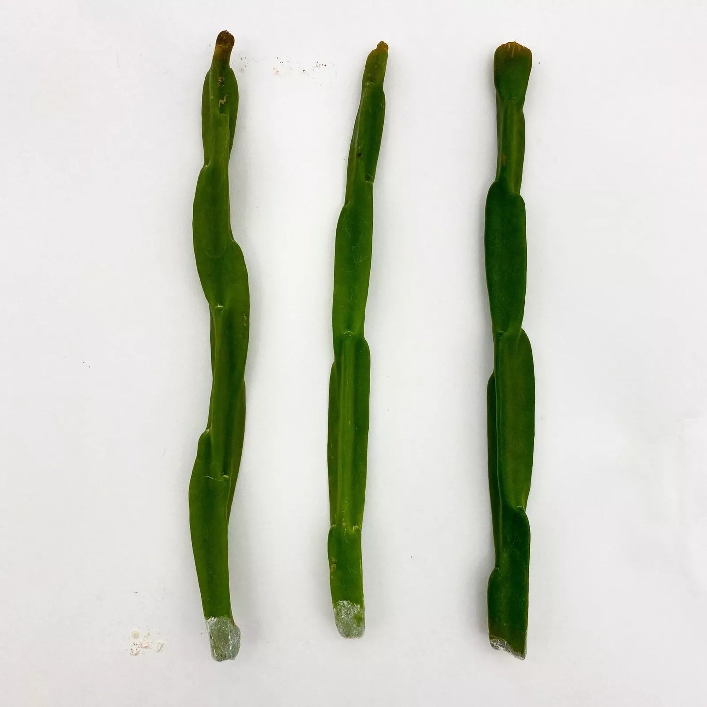 3 Rhipsalis Paradoxa Cuttings | Rare Epiphytic Cactus | Trailing Jungle Cactus for Hanging Baskets | Easy to Grow Houseplant