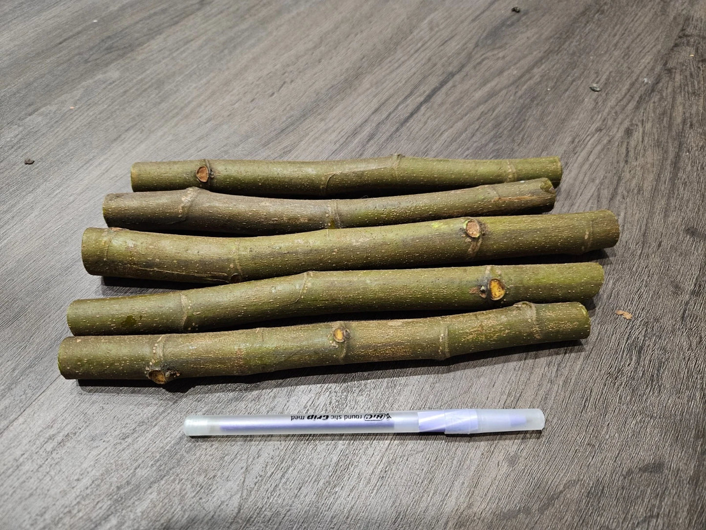 Celeste Fig Cuttings (Ficus carica) - 2 Unrooted 6-8" | Sweet Cold Hardy Heirloom Fig Tree | Sugar Fig for Propagation & Home Orchards