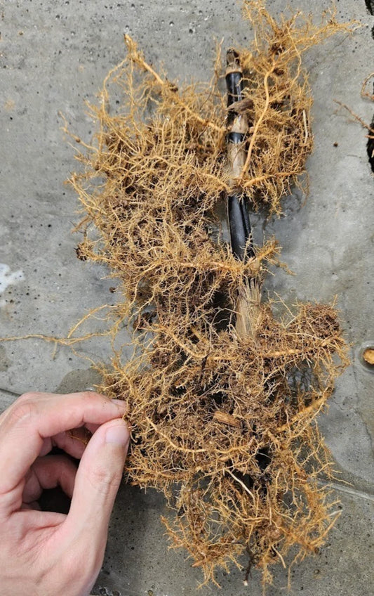 Black Bamboo Rhizomes – Phyllostachys nigra, Bare Root, Fast-Growing, Rare Black Canes, Cold Hardy Bamboo for Landscaping & Privacy