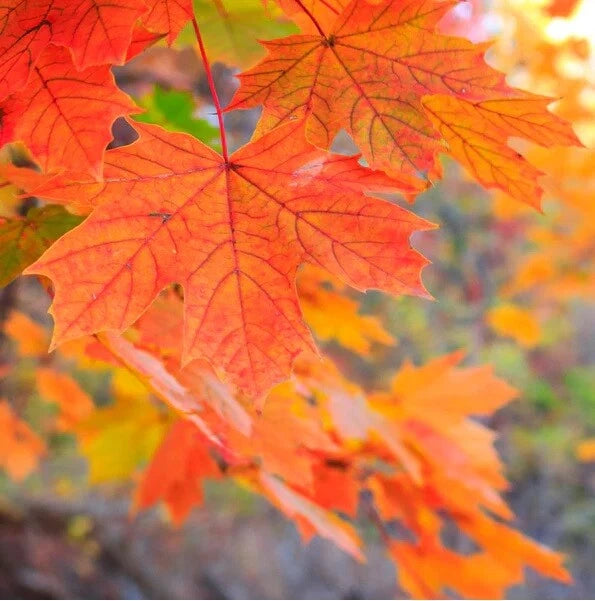 Sugar Maple Seeds, 20+ Pack, Acer saccharum, Southern Variety for Planting