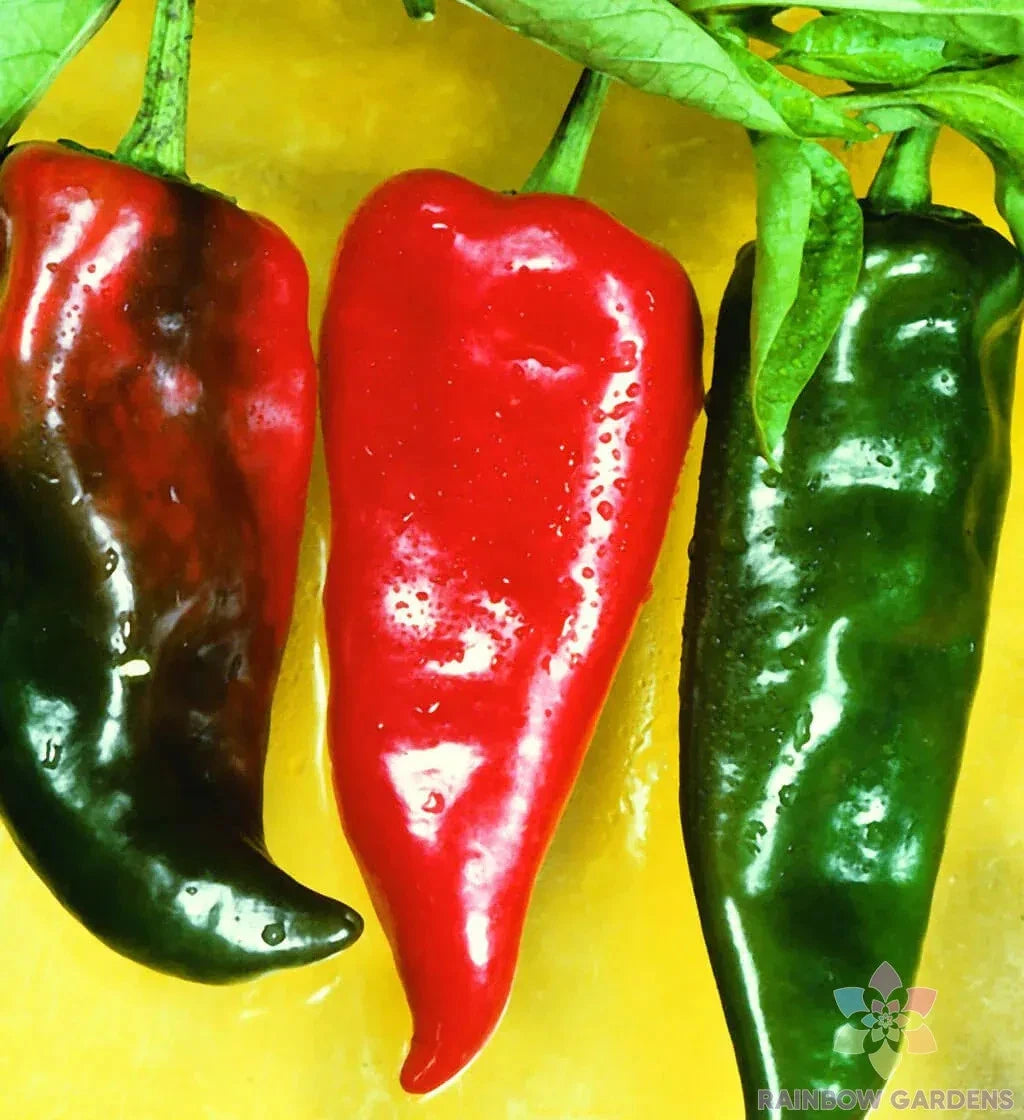 Anaheim Chili Hot Pepper Seeds - 25+ Premium Seeds for Garden Planting - Capsicum annuum - USA