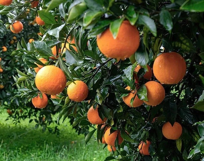 California Navel Orange Scions Cuttings 6-8 Inches for Grafting Rooting (Citrus sinensis) - 3 Pack