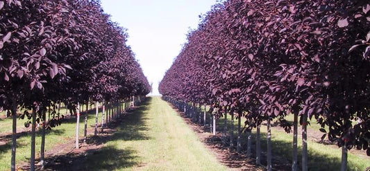 Chokecherry Tree Seeds - 30 Purple Seeds for Planting - Shubert Chokecherry, Prunus virginiana