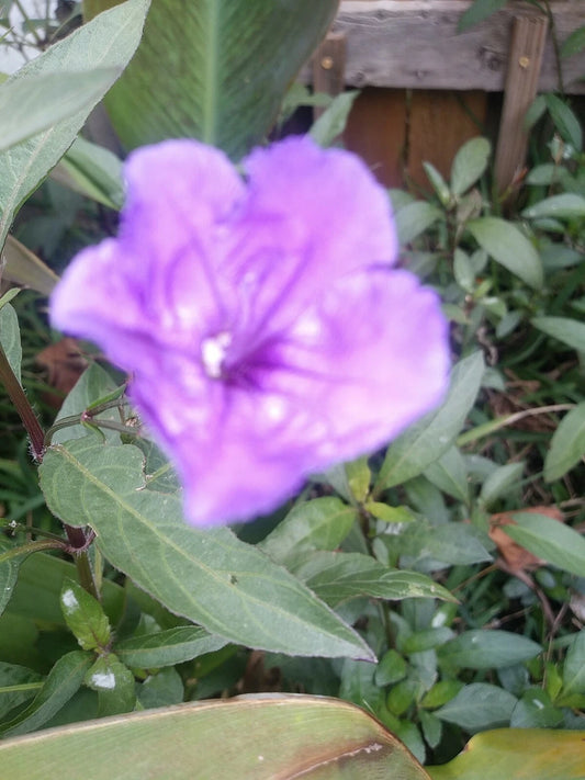 96 Mexican Petunia Fresh Bare Roots - Ruellia simplex - Live Plants for Garden, Landscaping, or Container Planting