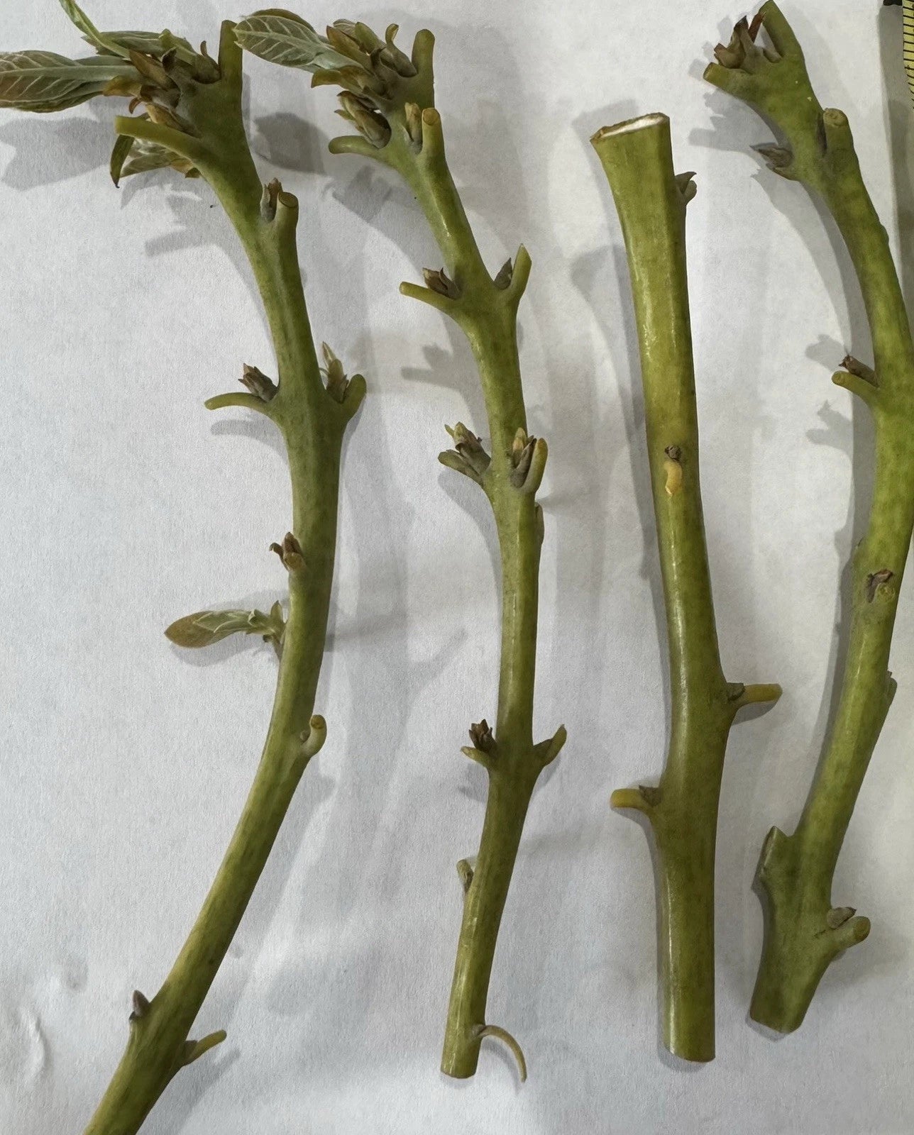 Fuerte & Bacon Avocado Scions/Budwood for Grafting - Qty 6 Grafting Cuttings, Persea americana