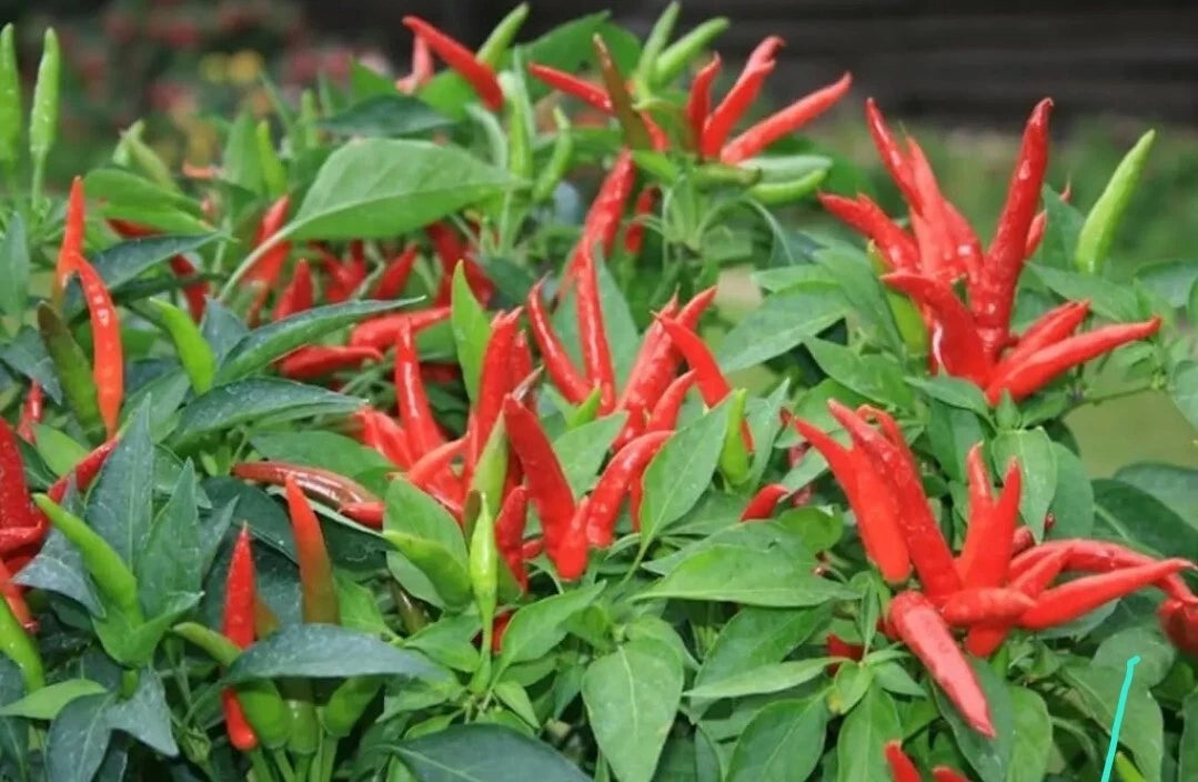 Live Super Chili Pepper Plant - 4" Pot - Spicy Variety - Capsicum chinense